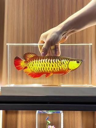 有沒有更多龍魚擺放的吉位圖片示例？