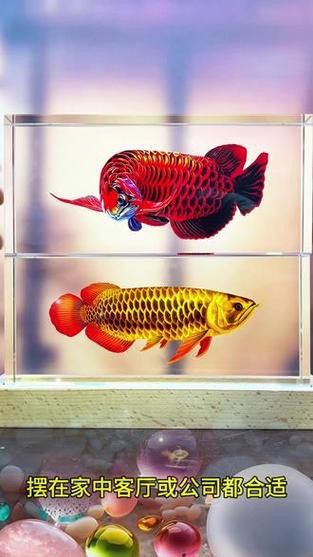 有沒有更多龍魚擺放的吉位圖片示例？