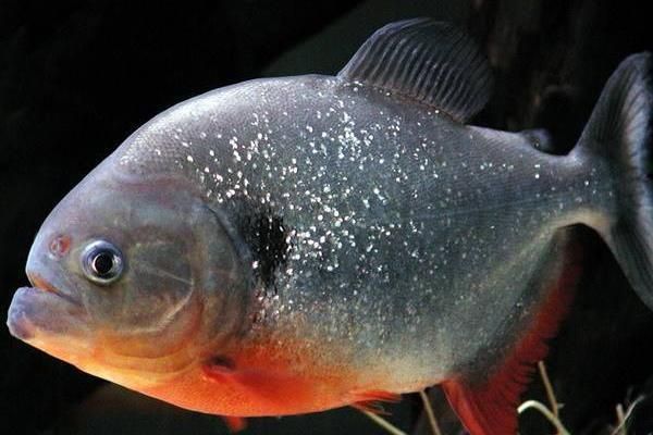 觀賞魚市場(chǎng)需求影響因素：觀賞魚市場(chǎng)需求受到多種因素影響觀賞魚市場(chǎng)需求影響