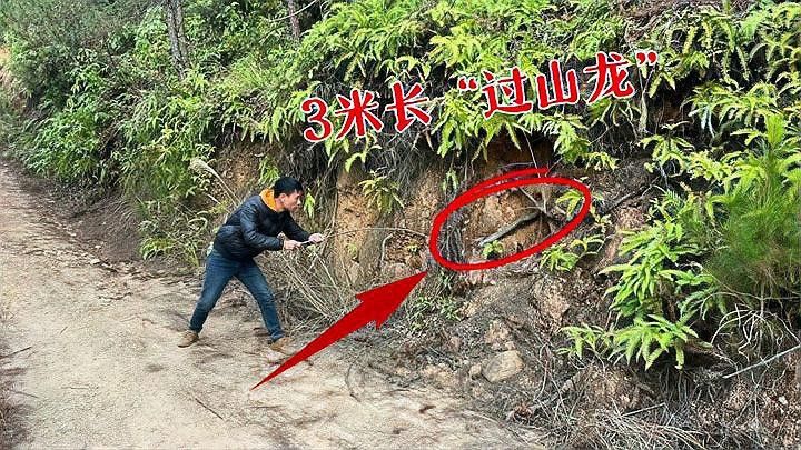 海南野生過山龍魚能吃嗎圖片欣賞 海南野生過山龍魚能吃嗎圖片欣賞 龍魚百科 第3張