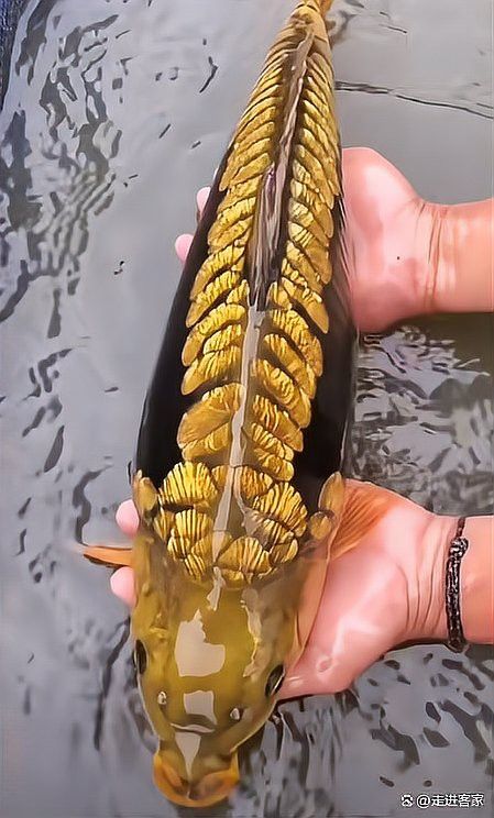 海南野生過山龍魚能吃嗎圖片欣賞 海南野生過山龍魚能吃嗎圖片欣賞 龍魚百科 第6張