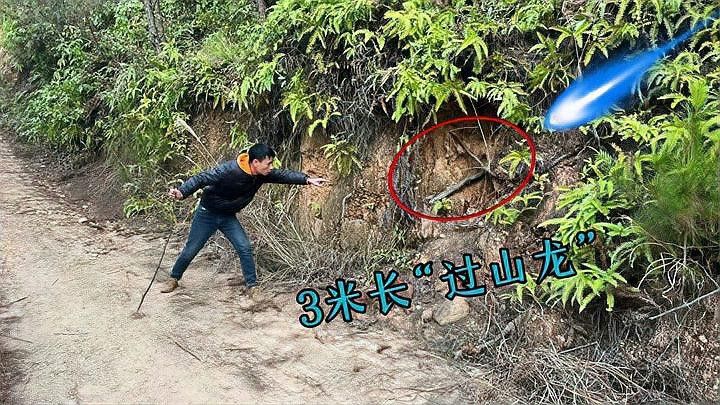 海南野生過山龍魚能吃嗎圖片欣賞 海南野生過山龍魚能吃嗎圖片欣賞 龍魚百科 第4張