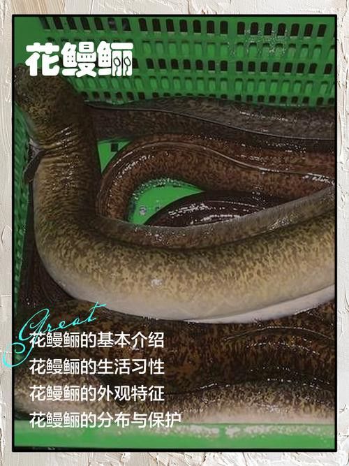 海南野生過山龍魚能吃嗎圖片欣賞 海南野生過山龍魚能吃嗎圖片欣賞 龍魚百科 第9張