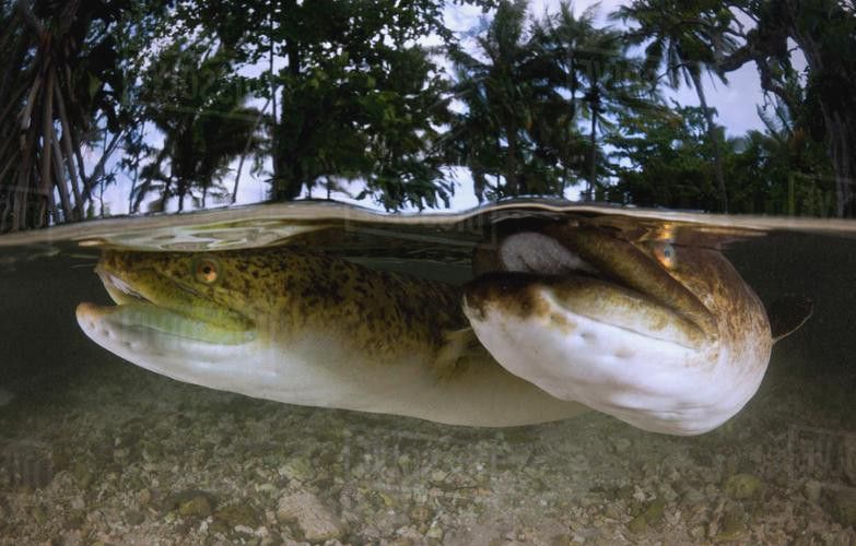 海南野生過山龍魚能吃嗎圖片欣賞 海南野生過山龍魚能吃嗎圖片欣賞 龍魚百科 第7張