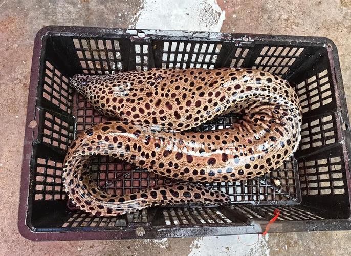 海南野生過山龍魚能吃嗎圖片欣賞 海南野生過山龍魚能吃嗎圖片欣賞 龍魚百科 第8張