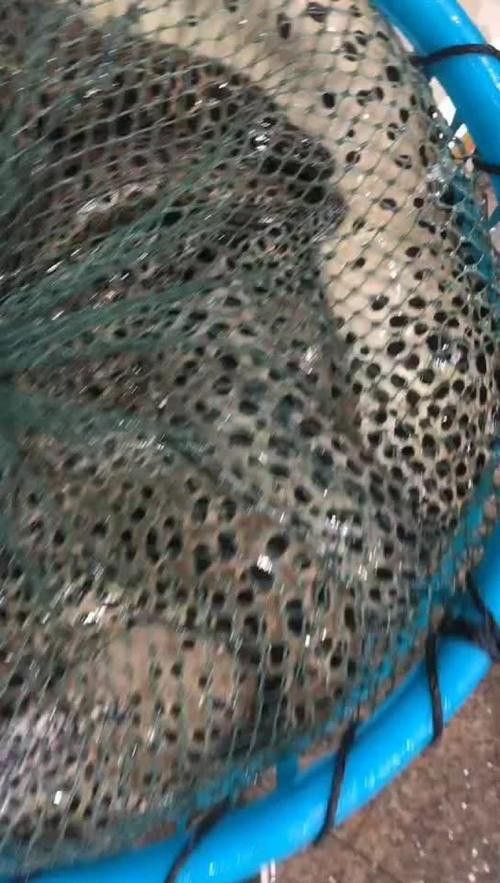 海南野生過山龍魚能吃嗎圖片欣賞 海南野生過山龍魚能吃嗎圖片欣賞 龍魚百科 第19張