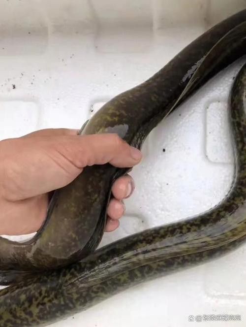 海南野生過山龍魚能吃嗎圖片欣賞 海南野生過山龍魚能吃嗎圖片欣賞 龍魚百科 第23張