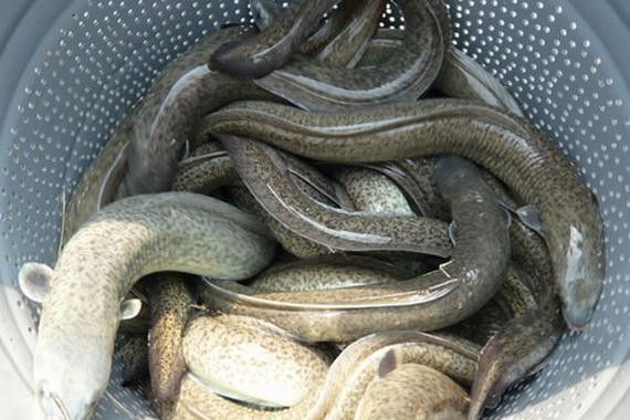 海南野生過山龍魚能吃嗎圖片欣賞 海南野生過山龍魚能吃嗎圖片欣賞 龍魚百科 第24張
