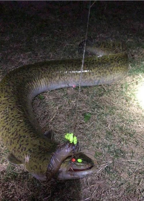 海南野生過山龍魚能吃嗎圖片欣賞 海南野生過山龍魚能吃嗎圖片欣賞 龍魚百科 第22張