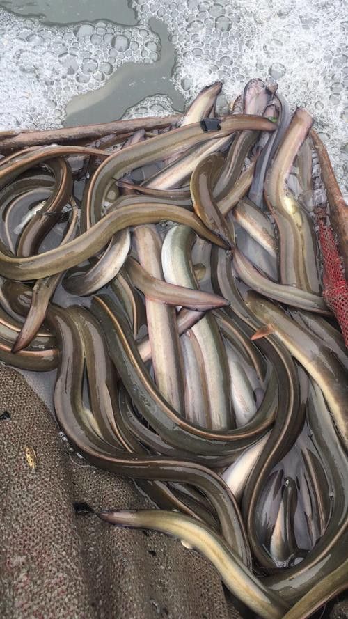 海南野生過山龍魚能吃嗎圖片欣賞 海南野生過山龍魚能吃嗎圖片欣賞 龍魚百科 第25張