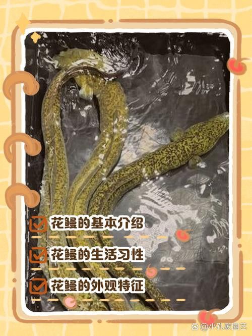 海南野生過山龍魚能吃嗎圖片欣賞 海南野生過山龍魚能吃嗎圖片欣賞 龍魚百科 第27張