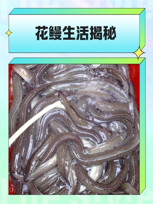 海南野生過山龍魚能吃嗎圖片欣賞 海南野生過山龍魚能吃嗎圖片欣賞 龍魚百科 第28張