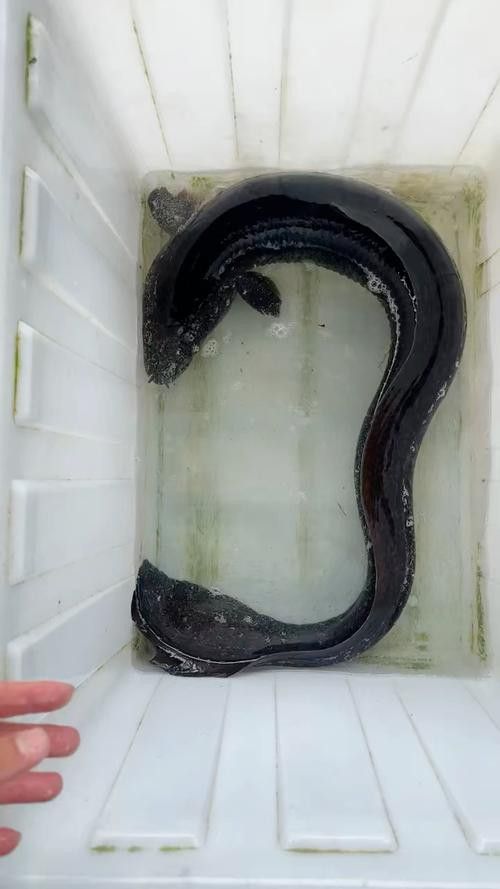 海南野生過山龍魚能吃嗎圖片欣賞 海南野生過山龍魚能吃嗎圖片欣賞 龍魚百科 第26張