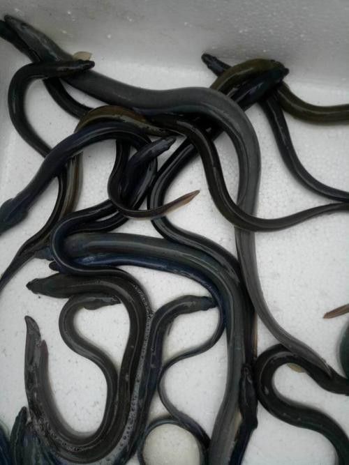 海南野生過山龍魚能吃嗎圖片欣賞 海南野生過山龍魚能吃嗎圖片欣賞 龍魚百科 第29張