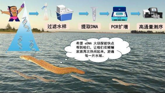 海南野生過山龍魚能吃嗎圖片欣賞 海南野生過山龍魚能吃嗎圖片欣賞 龍魚百科 第31張