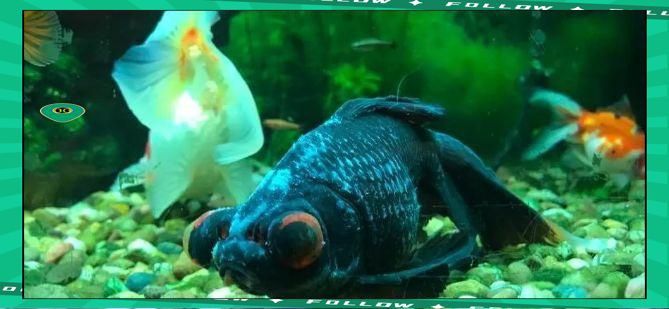 如何區分龍魚充血和打粉病？