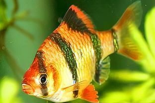 虎皮魚和龍魚混養的關鍵信息：虎皮魚和龍魚混養需考慮幾個基礎條件：虎皮魚和龍魚可以混養嗎