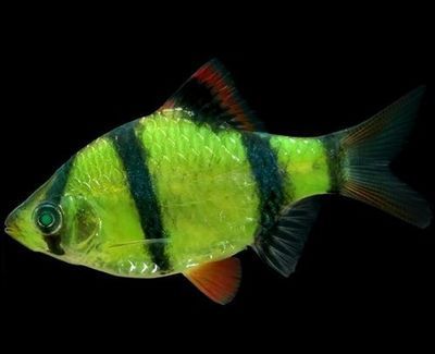 虎皮魚和龍魚混養的關鍵信息：虎皮魚和龍魚混養需考慮幾個基礎條件：虎皮魚和龍魚可以混養嗎