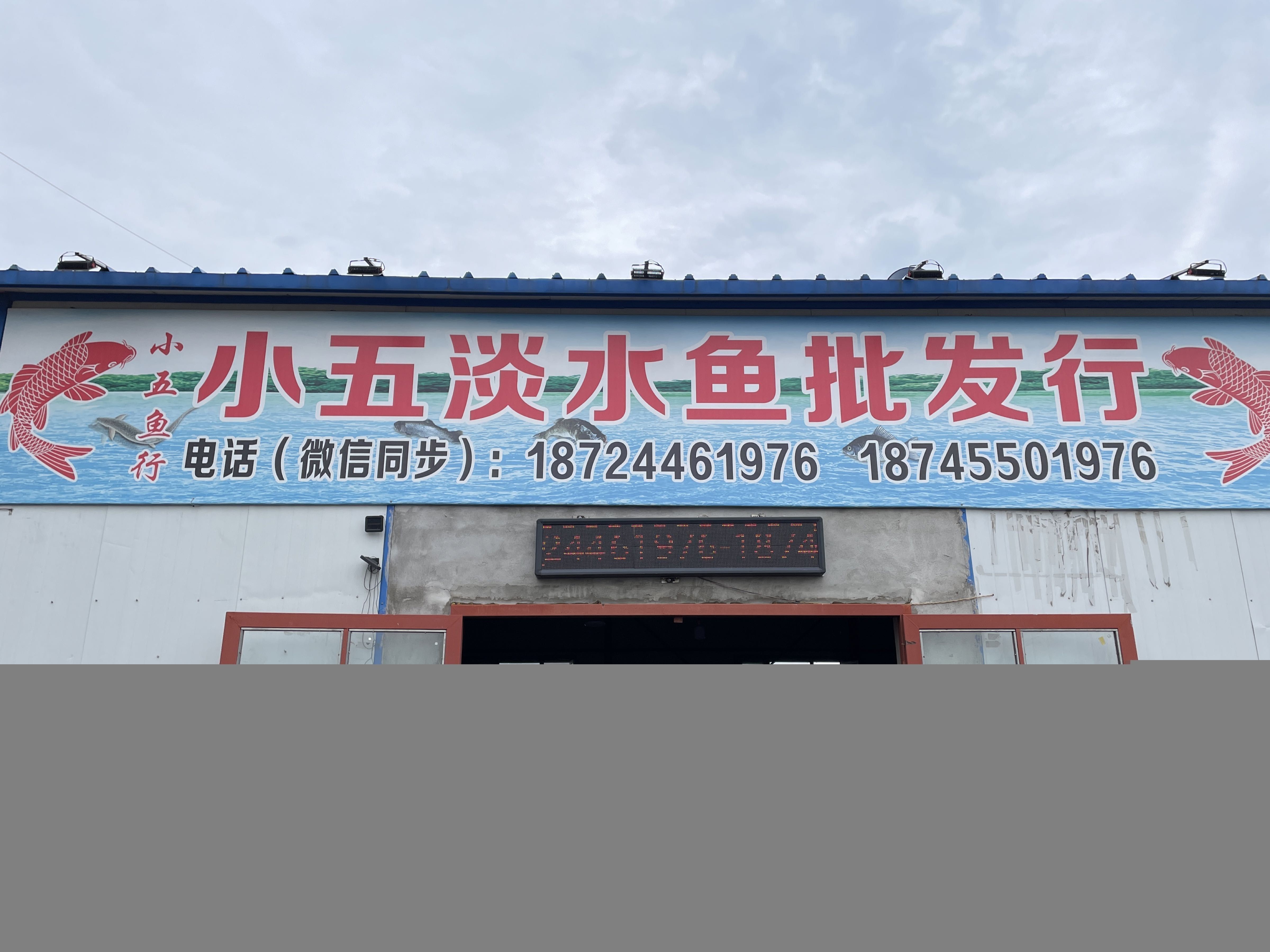 哈爾濱賣龍魚的地方在哪兒 哈爾濱賣龍魚的地方在哪兒 龍魚百科 第1張