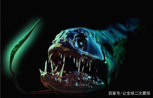 龍魚大頭朝下的原因（龍魚大頭朝下是怎么回事）