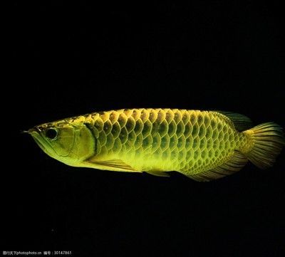 龍魚是淡水魚嗎（龍魚養殖需要注意哪些水質參數，）