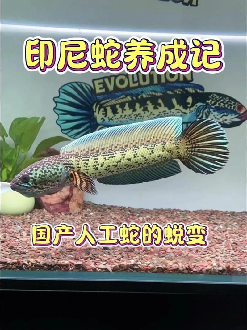 雷龍和恐龍魚(yú)混養(yǎng)好嗎圖片