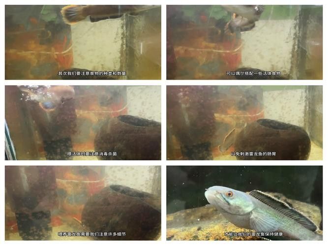 雷龍和恐龍魚(yú)混養(yǎng)好嗎圖片