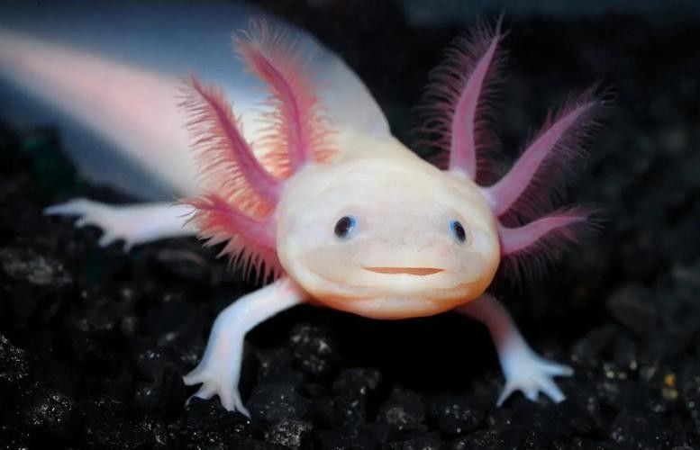 雷龍和恐龍魚(yú)混養(yǎng)好嗎圖片