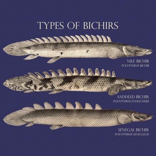 雷龍和恐龍魚(yú)混養(yǎng)好嗎圖片