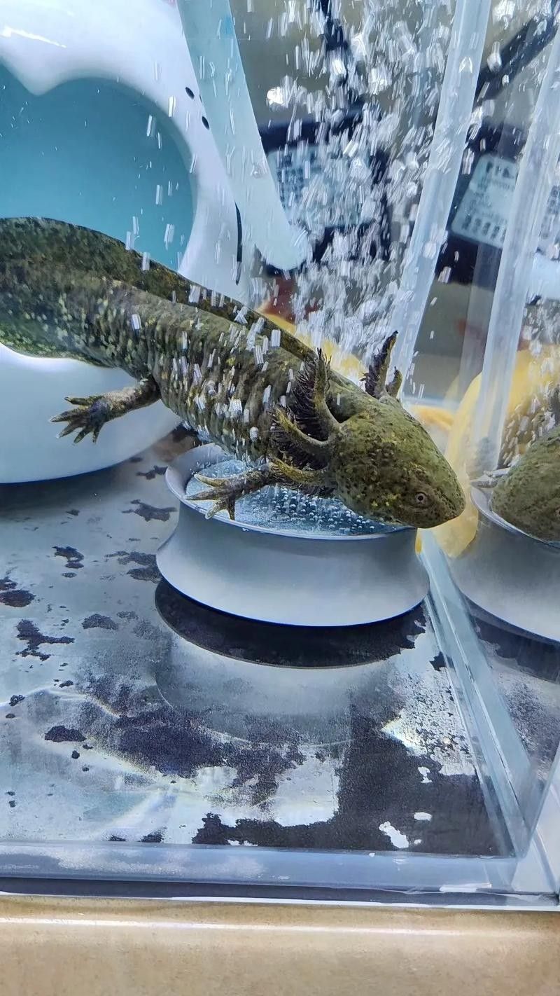 雷龍和恐龍魚(yú)混養(yǎng)好嗎圖片