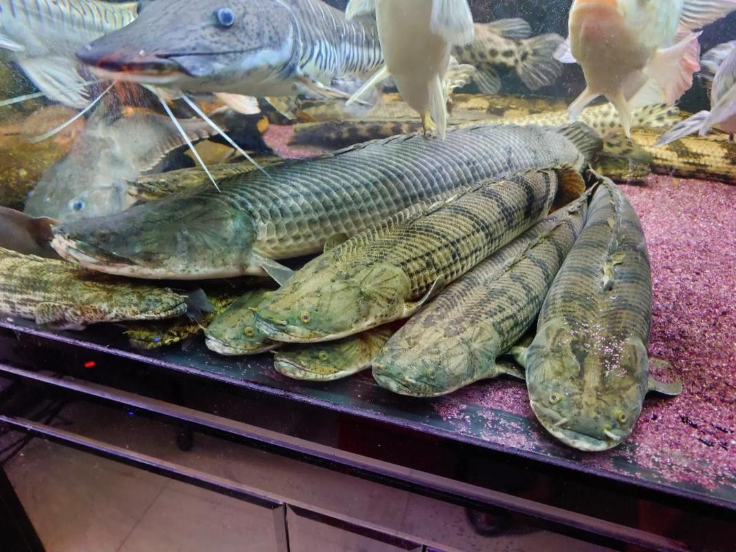 雷龍和恐龍魚(yú)混養(yǎng)好嗎圖片