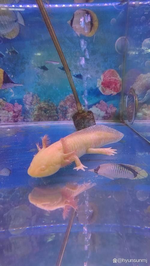 雷龍和恐龍魚(yú)混養(yǎng)好嗎圖片