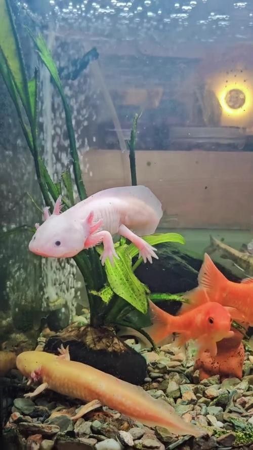 雷龍和恐龍魚(yú)混養(yǎng)好嗎圖片