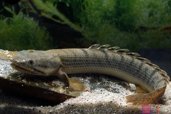 雷龍和恐龍魚(yú)混養(yǎng)好嗎圖片