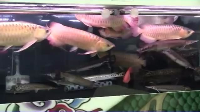 金龍魚超清壁紙豎屏：金龍魚超清壁紙