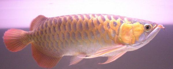 金龍魚打包兩小時(shí)沒氧氣怎么辦，：金龍魚打包兩小時(shí)沒氧氣怎么辦金龍魚打包兩小時(shí)沒氧氣怎么辦