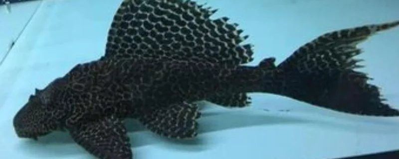 清道夫和龍魚養(yǎng),清道夫都活不久嗎