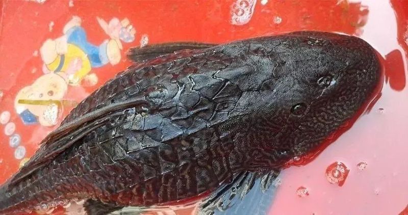 清道夫和龍魚養(yǎng),清道夫都活不久嗎