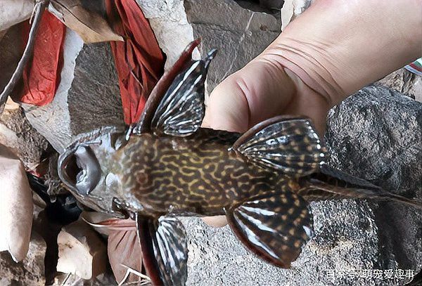 清道夫和龍魚養(yǎng),清道夫都活不久嗎