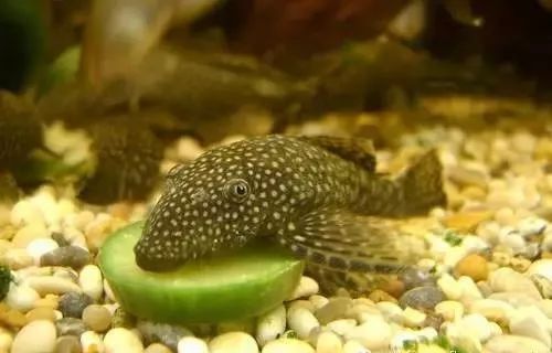 清道夫和龍魚養(yǎng),清道夫都活不久嗎