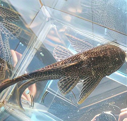 清道夫和龍魚養(yǎng),清道夫都活不久嗎