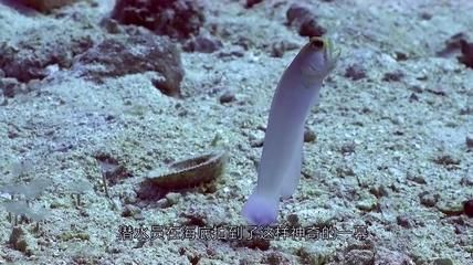 龍魚(yú)為什么一直張嘴：龍魚(yú)為什么一直張嘴呢？ 龍魚(yú)為什么一直張嘴：龍魚(yú)為什么一直張嘴呢？ 龍魚(yú)百科 第2張