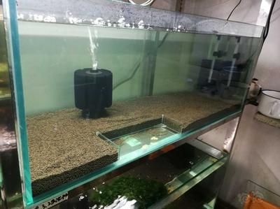 龍魚缸如何開缸養水：龍魚缸開缸養水的步驟和注意事項