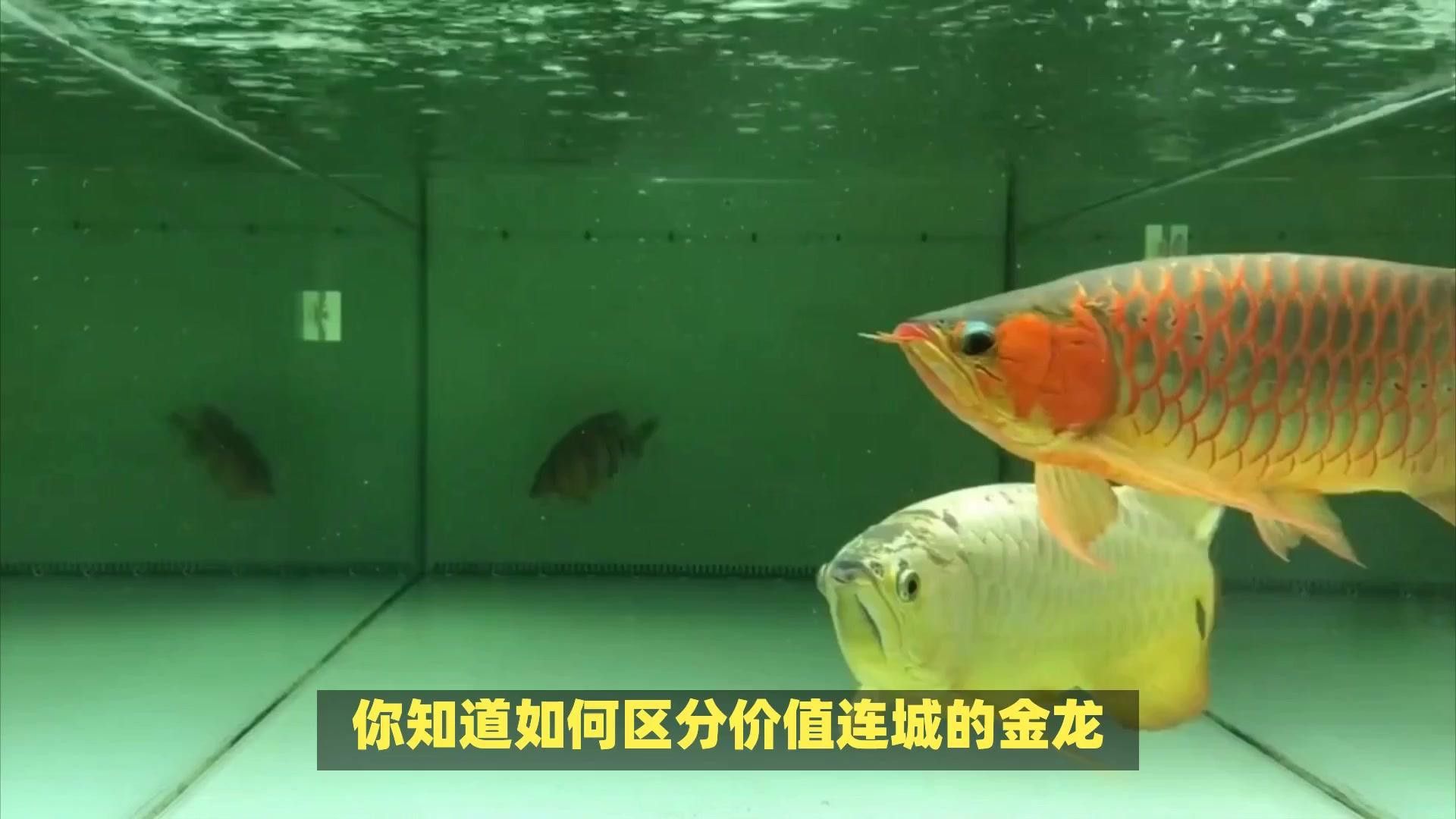 如何辨別龍魚的稀有品種