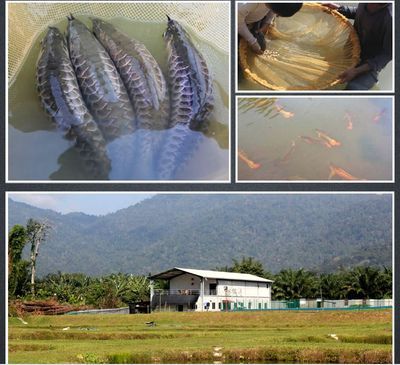 印尼野生龍魚(yú)保護(hù)區(qū)在哪里