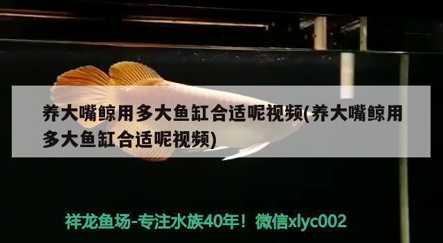 大嘴鯨魚適宜的pH值范圍，