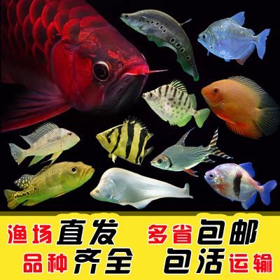 龍魚魚場都有哪些品種：龍魚魚場如何挑選優質龍魚