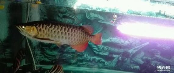 自己養的金龍魚可以賣嗎（自己養的金龍魚可以賣嗎？） 自己養的金龍魚可以賣嗎（自己養的金龍魚可以賣嗎？） 龍魚百科 第3張