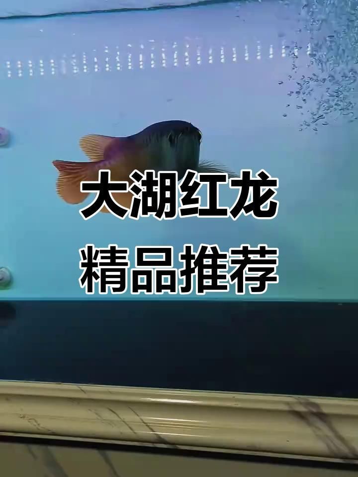 能否提供更多關于大湖紅龍的信息？ 能否提供更多關于大湖紅龍的信息？ 龍魚百科 第4張