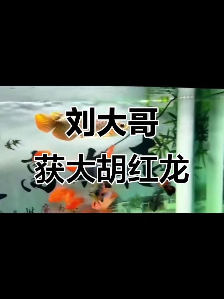 能否提供更多關于大湖紅龍的信息？ 能否提供更多關于大湖紅龍的信息？ 龍魚百科 第5張